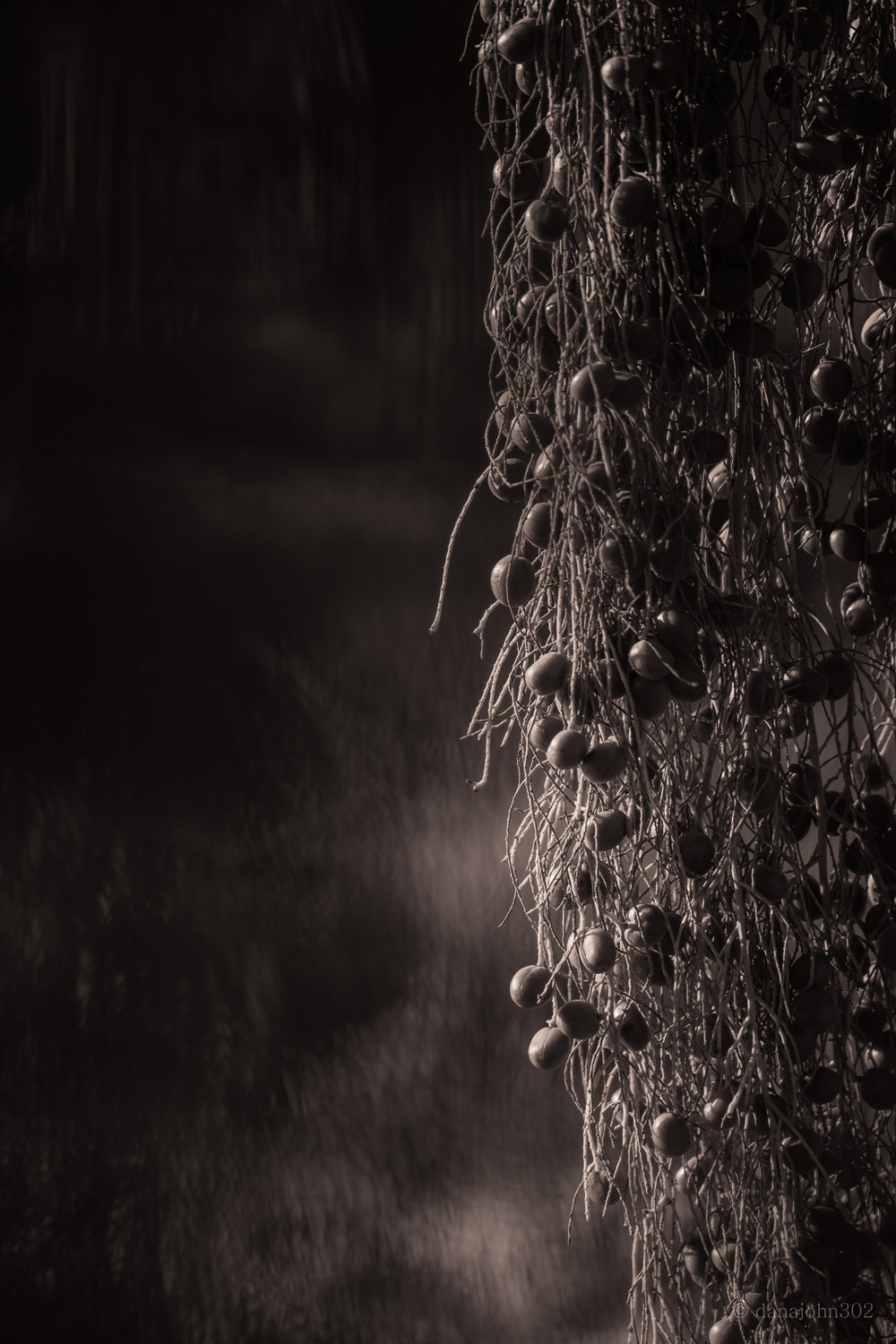 Monochormatic image of palm tree seed pods.