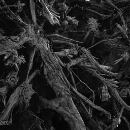 Massive tree root outside a wood mill on Sante fe Avenue by Dana Lance for Danajohn Photography © danajohn302