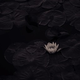 Single water lily, Nymphaeaceae by Dana Lance for Danajohn Photography © danajohn302