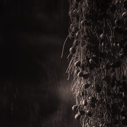 Palm tree seed pods by Dana Lance for Danajohn Photography © danajohn302