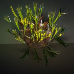 Staghorn by Dana Lance for Danajohn Photography © danajohn302